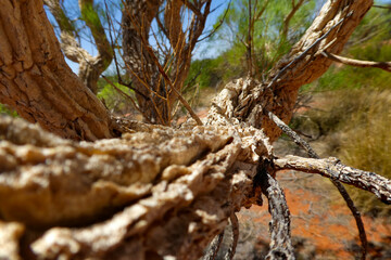 Perspektive Knorriger Ast 