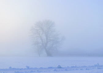 Fototapeta na wymiar fog landscape with a lonely tree, white fog covers the ground on a cold winter morning, blurred tree silhouette, fog background