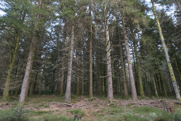 Natural variety that is observable in Vosges Valley forest, France, during winter.
It gathers a great variety of settings, vegetation, rocks, snow, uprooted trees, and more.
