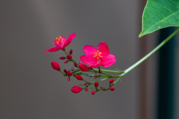 Jatropha integerrima, commonly known as peregrina or spicy jatropha, is a species of flowering plant in the spurge family, Euphorbiaceae, that is native to Cuba and Hispaniola.