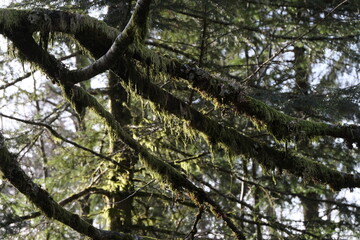 Fototapeta premium Natural variety that is observable in Vosges Valley forest, France, during winter. It gathers a great variety of settings, vegetation, rocks, snow, uprooted trees, and more.