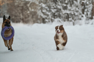 Adult German Shepherd and Aussie puppy walk together in snowy park. Australian Shepherd red tricolor. Gnawing blue toy ring with teeth. Two dogs have fun running along winter forest road.