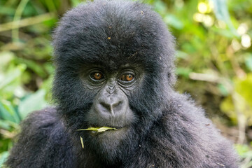 Mountain gorilla (Gorilla beringei beringei) juvenile portrait in Virunga, Congo