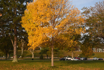 Brilliant Autumn Foliage with Colorful Leaves on Trees
