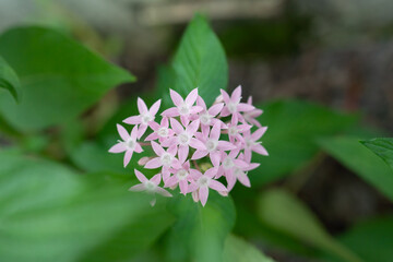 Pentas lanceolata, commonly known as Egyptian starcluster, is a species of flowering plant in the madder family, Rubiaceae that is native to much of Africa as well as Yemen. It is known for its wide u