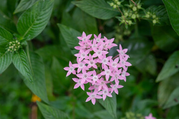 Pentas lanceolata, commonly known as Egyptian starcluster, is a species of flowering plant in the madder family, Rubiaceae that is native to much of Africa as well as Yemen. It is known for its wide u - 484867547