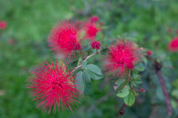 Obraz premium Calliandra haematocephala is a species of flowering plants of the genus Calliandra in the family Fabaceae.
