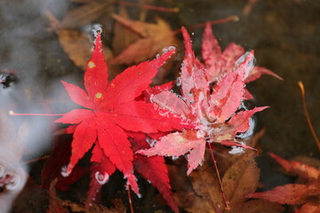 水に浮かぶ紅葉の葉