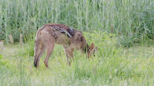 Wide shot of a Black-backed jackal digging in the grass and chewing, Kalahari desert. 