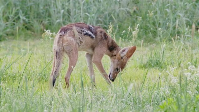 Wide shot of a black-backed jackal licking its wound, Kalahari desert.
