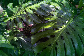 Fototapeta na wymiar tropical jungle foliage, dark green leaf nature background