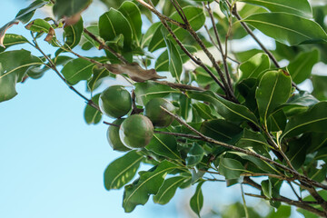 Macadamia integrifolia Common names include macadamia, smooth-shelled macadamia, bush nut, Queensland nut and nut oak. Honolulu Hawaii - 484868127