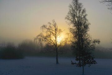 beautiful fog morning, sun through fog, silhouettes of trees and branches, winter landscape, blurred smoky fog background