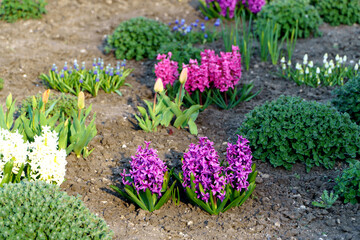 Obraz premium Multi-colored hyacinth flowers in the garden.