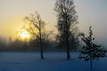 beautiful fog morning, sun through fog, silhouettes of trees and branches, winter landscape,...