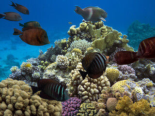 Naklejka na ściany i meble Underwater scene. Coral reef and fish groups