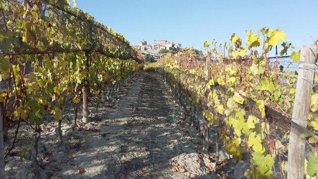 Beautiful hills and vineyards during fall season surrounding La Morra village. In the Langhe region, Cuneo, Piedmont, Italy.