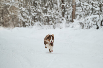 Aussie red tricolor. Purebred young puppy of chocolate color on walk in park. Puppy of Australian Shepherd runs merrily along snowy winter forest road and ears fly up funny.