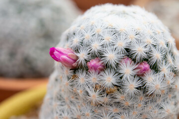 selective focus on single green cactus which show fluffy hair and pink sharp spikes, with defocus white background