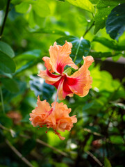 Peach and Red colored hibiscus flower on a green background
