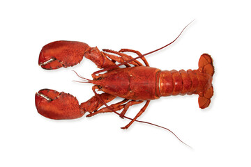 Lobster isolated on a white background as fresh seafood or shellfish food concept as a complete red shell crustacean in an overhead view isolated on a white.
