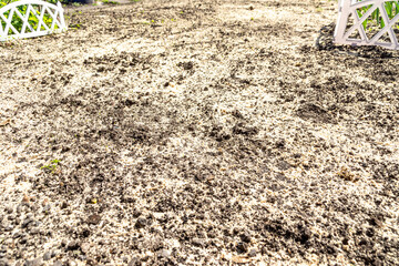 Small sawdust is unevenly sprinkled on the surface of the dug-up earth in a thin layer to protect it from overheating in the rays of the scorching sun, selective focus