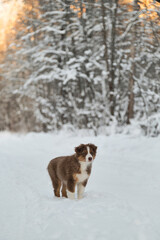 Purebred young puppy of chocolate color on walk in park. Good young dog. Australian Shepherd puppy stands on snowy winter forest road at sunset. Aussie red tricolor.