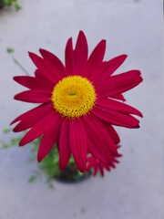 pink gerber daisy