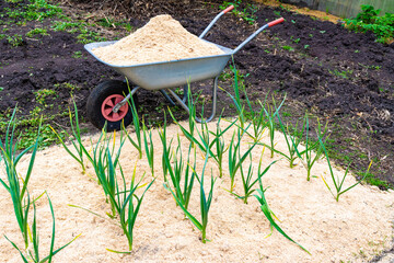 a bed with winter garlic mulched with fresh sawdust, next to a garden wheelbarrow in which sawdust...