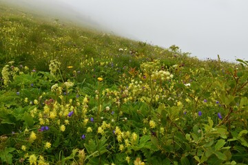 Alpine meadow with yellow betony (Stachys alopecuros) and other blue flowers at Crna Prst in Julian alps and Triglav national park, Slovenia