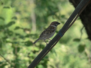 sparrow on a fence
