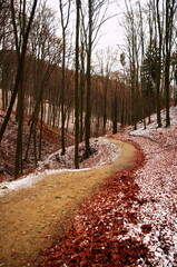 Winter panorama of natural landscape with path, snow, forest and mountains in a winter day. Winter morning with mountains and forest. Beautiful Slovakia nature background. Enivromental concept.	

