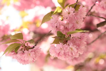 Spring cherry blossom. pink sakura flowers
