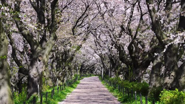 桜　ソメイヨシノ　満開