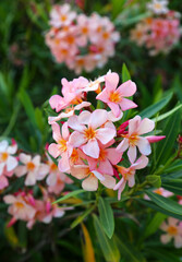 A bouquet of Phlox flowers (Latin Phlox) pale pink on a sunny day against a background of green leaves. Flora plants flowers.