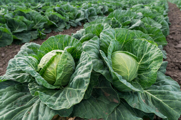 Obraz premium young cabbage grows in the farmer field