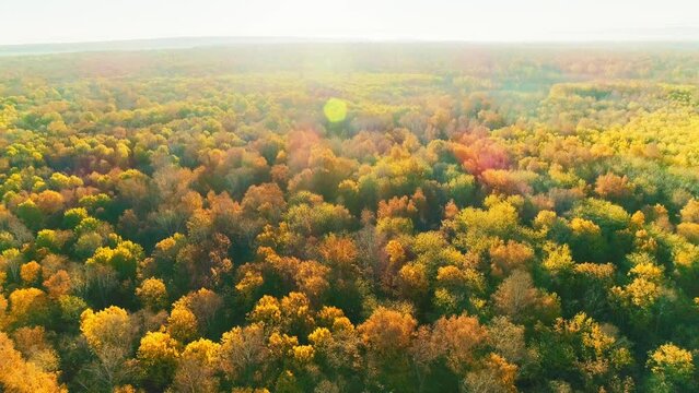 aerial video of autumn forest