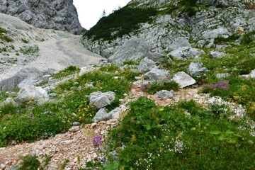 Colorful alpine rock garden in Vrata valley in Julian alps and Triglav national park, Slovenia with yellow, blue, purple and white flowers