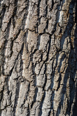 Obraz premium Candadian poplar