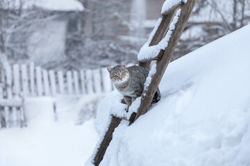 A spotted cat is sitting on the stairs to the roof, covered with snow in winter. - Powered by Adobe