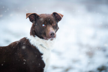 Photos of a dog from dogs shelter during his regular walk on snowy winter day.