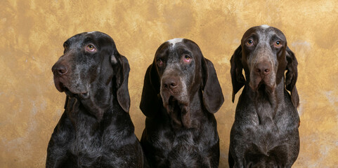 retrato de tres perdigueros de burgos ,uno macho , una hembra y un cachorro, con un fondo de color...