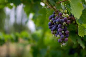 Wine grapes in a vineyard