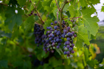 Wine grapes in a vineyard
