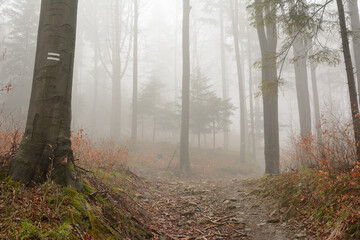 Trail in the mountains on a foggy spring day