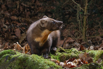A marten in the leaf litter of the oak grove looking towards the moon 