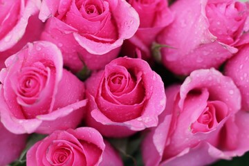 pink roses