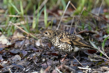 scaly thrush on the ground