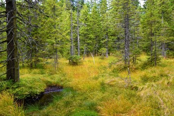 Spruce forest at Pohorje with yellow grass covering the ground