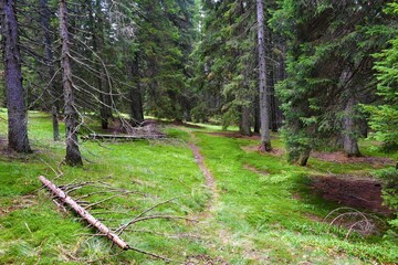 Spruce forest at Pohorje with moss covering the ground